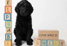 goldendoodle goldendoodle