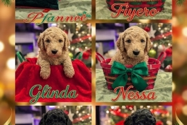 goldendoodle goldendoodle