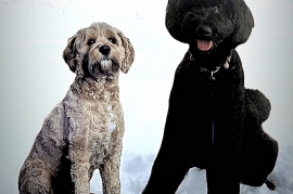 goldendoodle goldendoodle