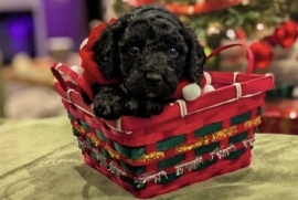 goldendoodle goldendoodle