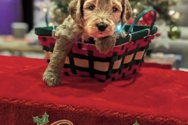 goldendoodle goldendoodle