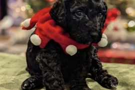 goldendoodle goldendoodle