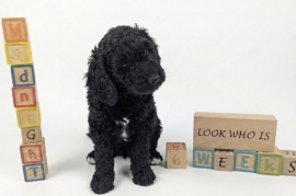 goldendoodle goldendoodle