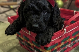 goldendoodle goldendoodle