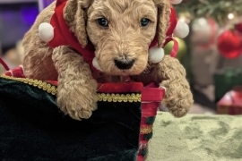 goldendoodle goldendoodle