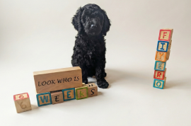 goldendoodle goldendoodle