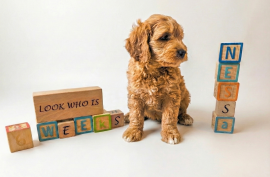 goldendoodle goldendoodle